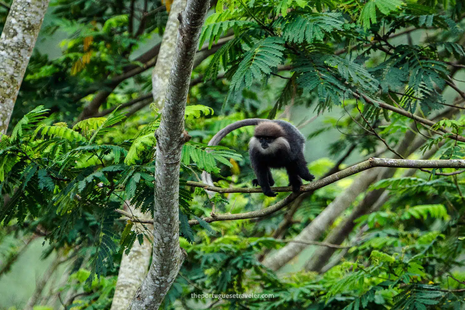Endangered Purple-Faced Langur Sinharaja